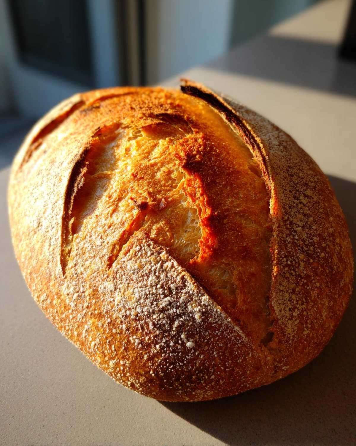 A beautifully baked, round loaf of Italian bread with a deeply scored, golden-brown, crusty top dusted with flour.
